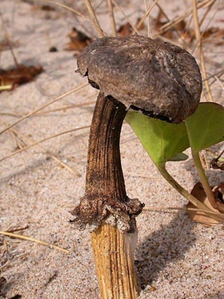 Agaricus aridicola